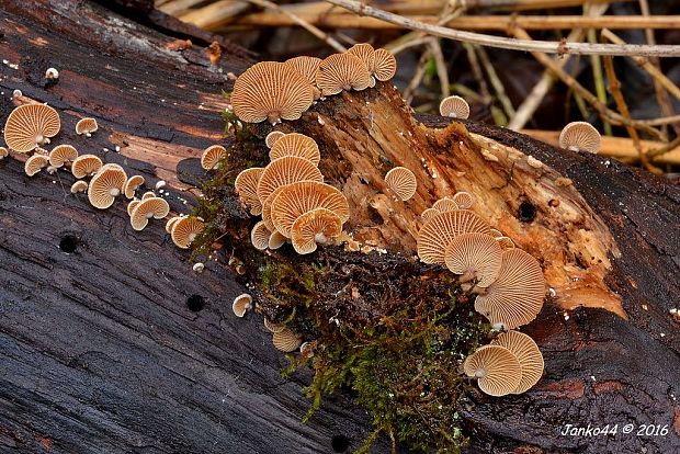 pňovka obyčajná Panellus stipticus (Bull.) P. Karst.