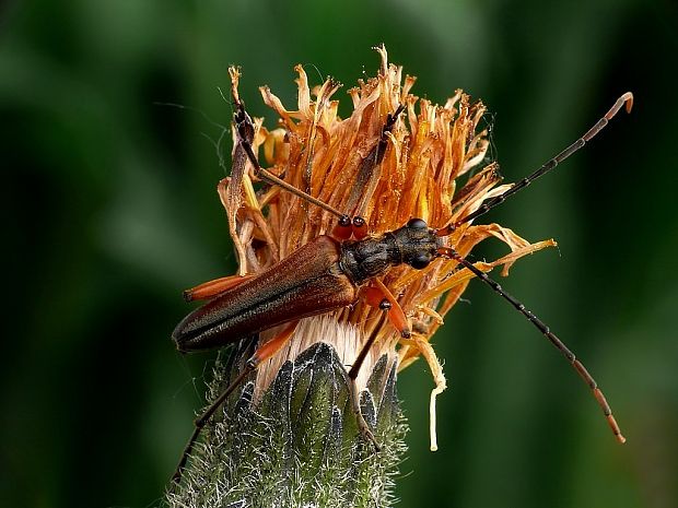 fuzáč (sk) / tesařík (cz) Stenocorus meridianus Linnaeus, 1758