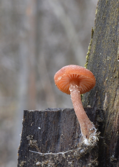 smeťovka zimná Tubaria furfuracea (Pers.) Gillet