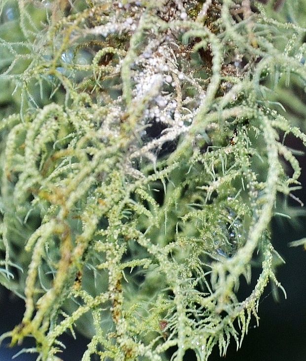 bradatec drsný Usnea filipendula Stirt.