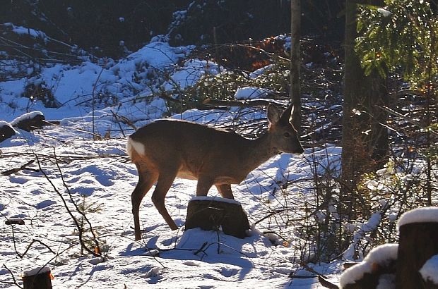 srnec hôrny-samica capreolus capreolus