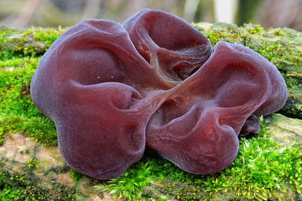 uchovec bazový Auricularia auricula-judae (Bull.) Quél.