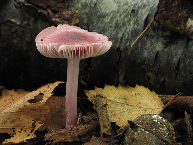 prilbička reďkovková Mycena pura (Pers.) P. Kumm.