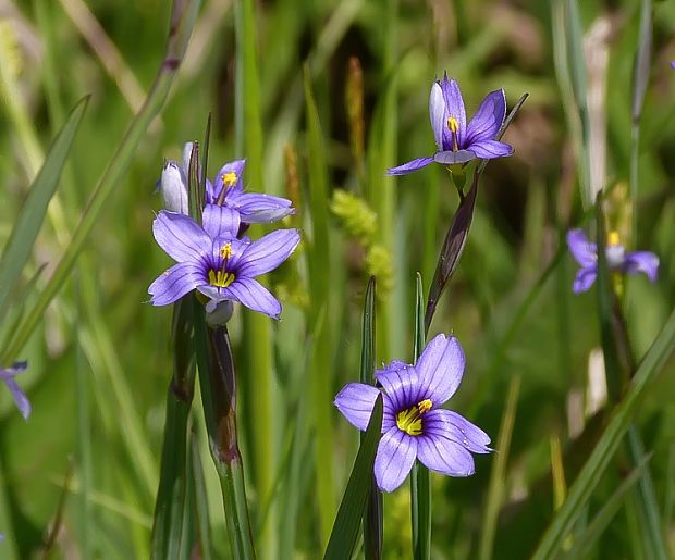 mečovka horská Sisyrinchium montanum Greene