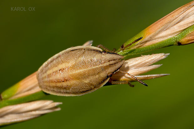 bzdocha kužeľovitá Aelia acuminata  nymfa