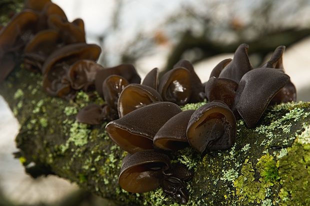 uchovec bazový Auricularia auricula-judae (Bull.) Quél.