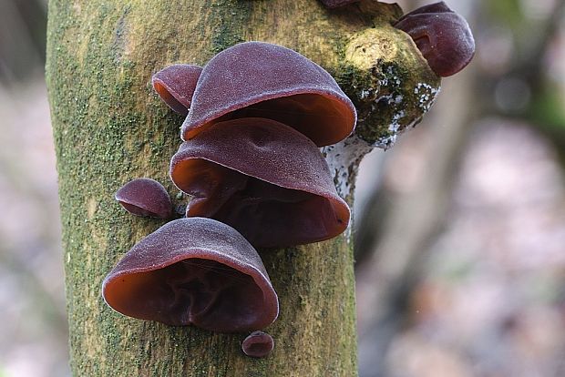 uchovec bazový Auricularia auricula-judae (Bull.) Quél.