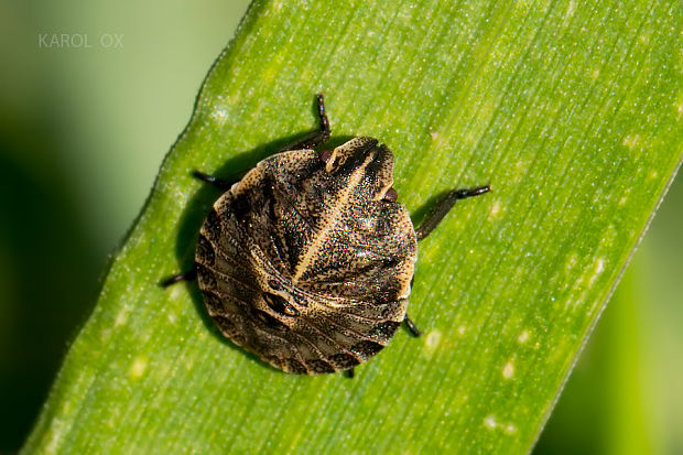 bzdocha pásavá Graphosoma italicum nymfa