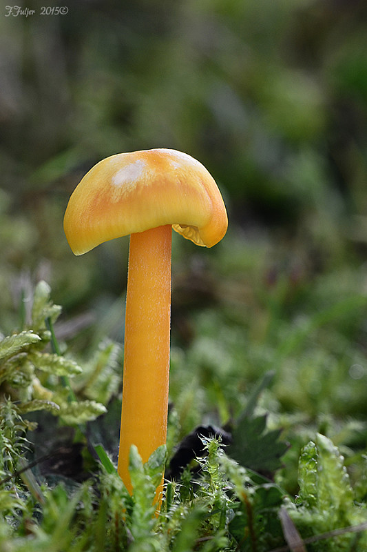 lúčnica citrónovožltá Hygrocybe chlorophana (Fr.) Wünsche