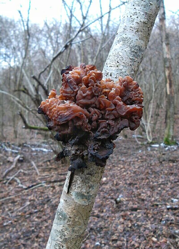 rôsolovka Phaeotremella frondosa (Fr.) Spirin & V. Malysheva