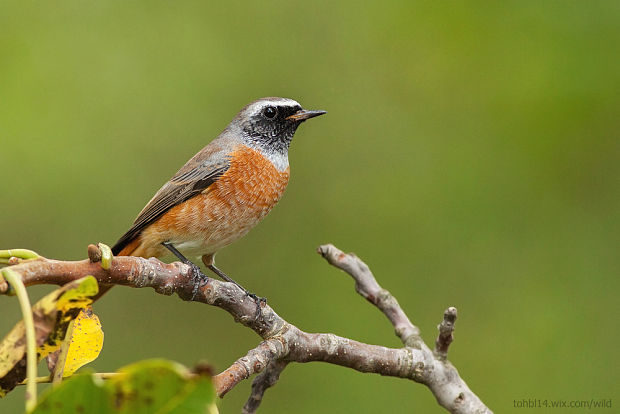 žltochvost lesný Phoenicurus phoenicurus