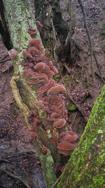 uchovec bazový Auricularia auricula-judae (Bull.) Quél.