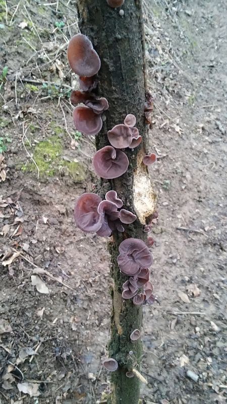 uchovec bazový Auricularia auricula-judae (Bull.) Quél.