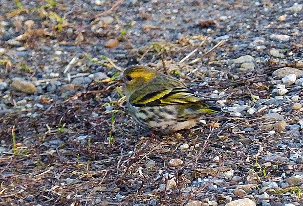 stehlík čížavý Carduelis spinus