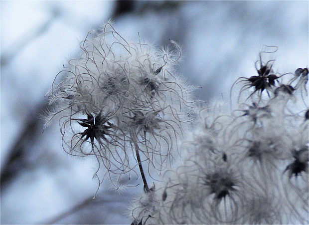 plamienok plotný Clematis vitalba L.