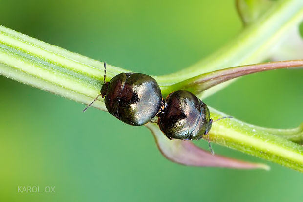 okrúhlička čierna Coptosoma scutellatum