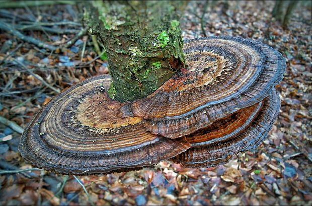 sieťkovček červenkastý Daedaleopsis confragosa (Bolton) J. Schröt.