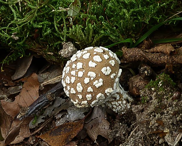 prášnica závojová Lycoperdon mammiforme Pers.