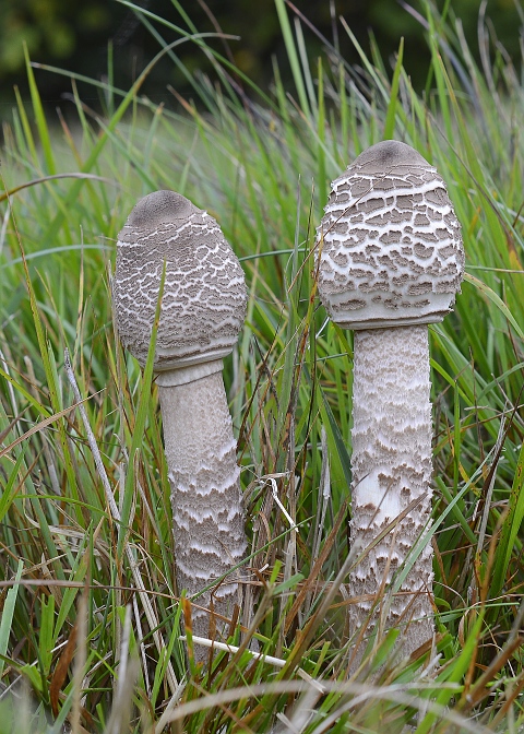 bedľa vysoká Macrolepiota procera (Scop.) Singer