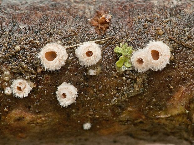 škľabka plstnatá Schizophyllum amplum (Lév.) Nakasone