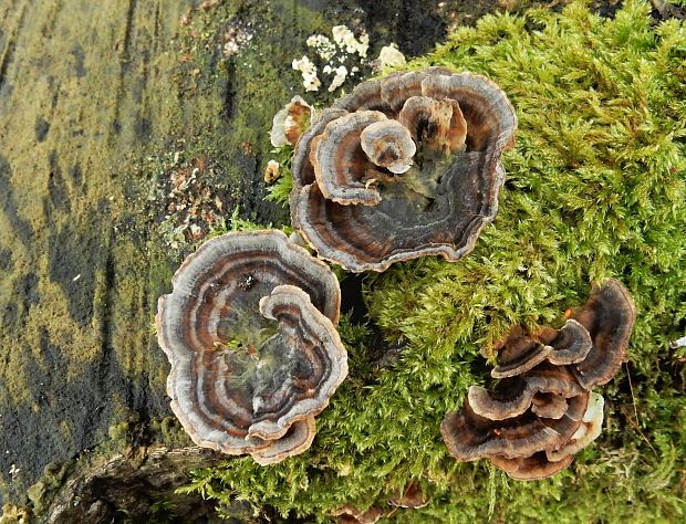 trúdnikovec pestrý Trametes versicolor (L.) Lloyd