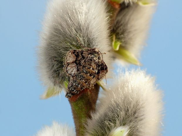 piadivka bodkovaná (sk) / tmavoskvrnáč tečkovaný (cz) Agriopis marginaria Fabricius, 1776