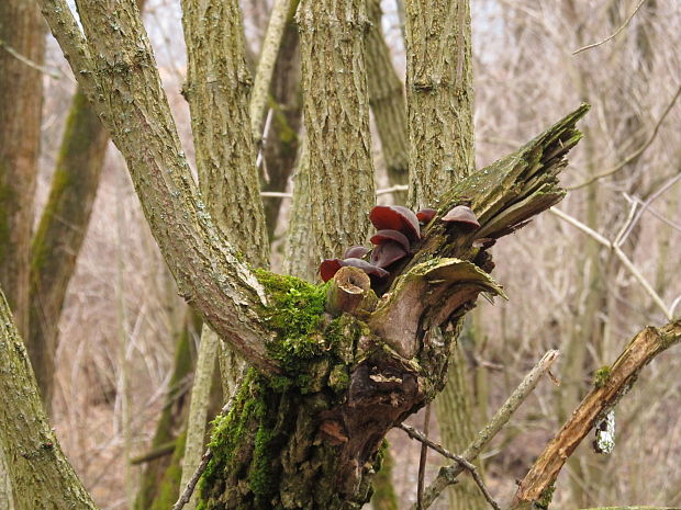 uchovec bazový - biotop Auricularia auricula-judae