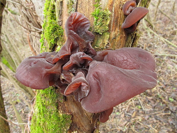 uchovec bazový Auricularia auricula-judae (Bull.) Quél.