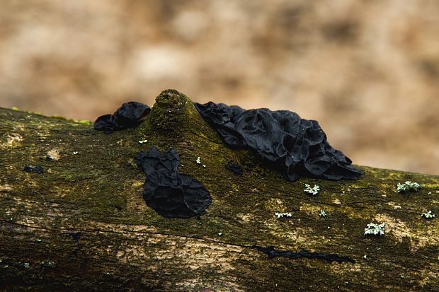 tmavorôsolovec mušľovitý Exidia truncata Fr.