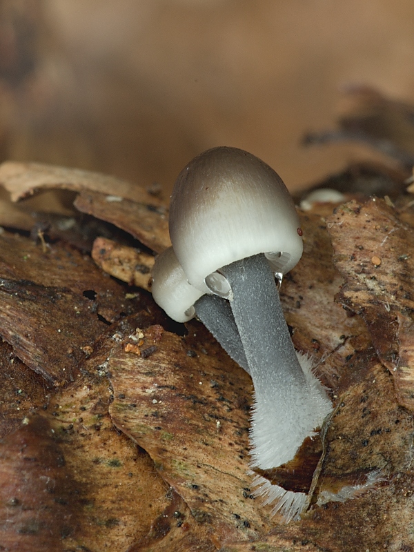 prilbička šišková Mycena strobilicola J. Favre & Kühner