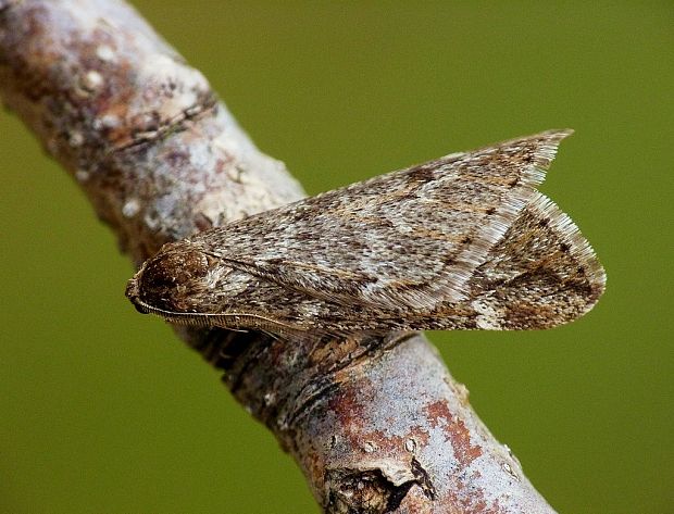 piadivka marcová Alsophila aescularia