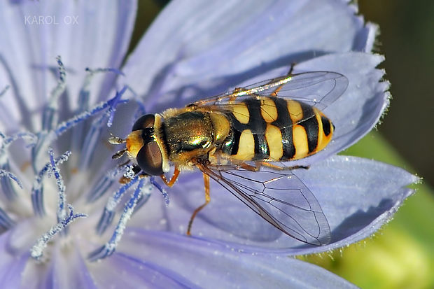 pestrica  Eupeodes corollae (Fabricius, 1794)