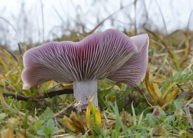 pôvabnica fialová Lepista nuda (Bull.) Cooke