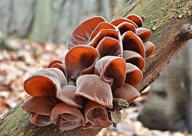 uchovec bazový Auricularia auricula-judae (Bull.) Quél.