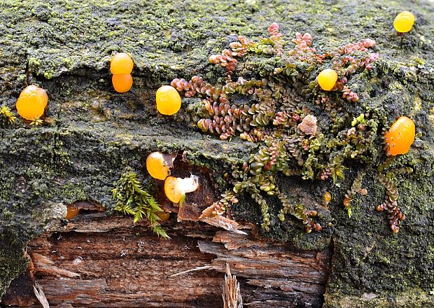 slzovec Dacrymyces sp.