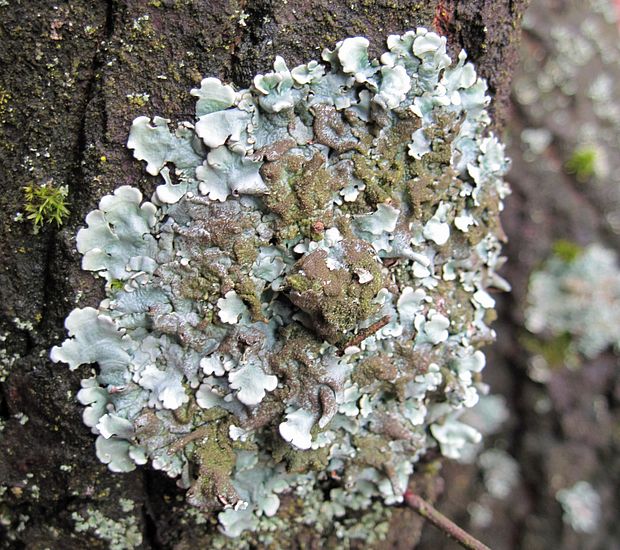 diskovka lipová Parmelina tiliacea (Hoffm.) Ach.