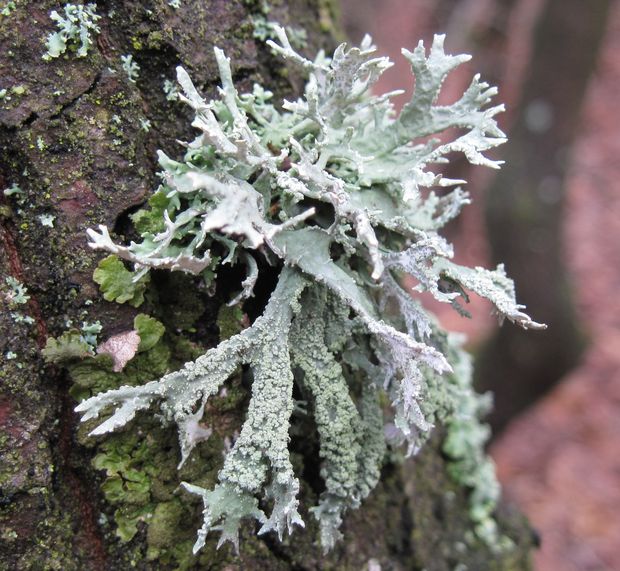 stužkovec Ramalina sp. Ach.