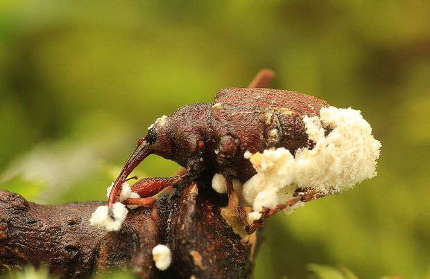 bovéria Beauveria sp.