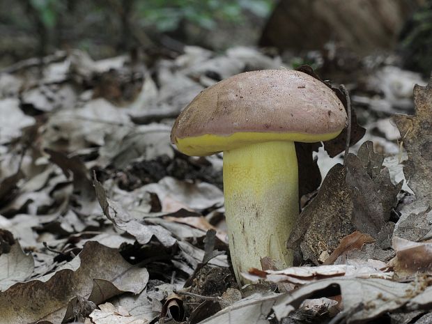 hríb nádherný Butyriboletus fuscoroseus (Smotl.) Vizzini & Gelardi