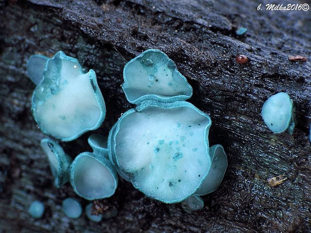 zelenica Chlorociboria sp.