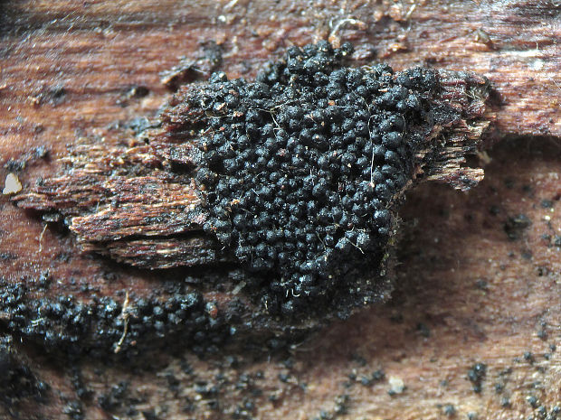 melanoma obyčajná Melanomma pulvis-pyrius (Pers.) Fuckel