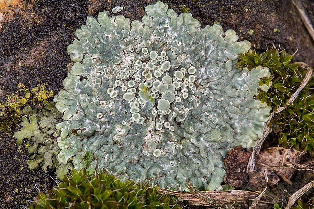 lekanora Protoparmeliopsis muralis (Schreb.) M. Choisy