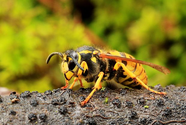 sršeň obyčajny Vespa crabro