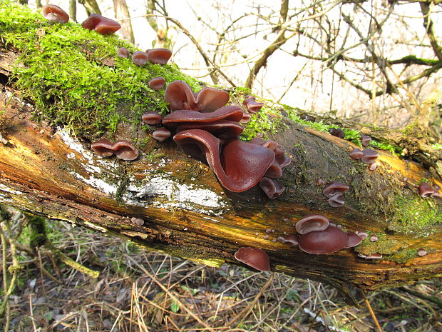 uchovec bazový - biotop Auricularia auricula-judae (Bull.) Quél.