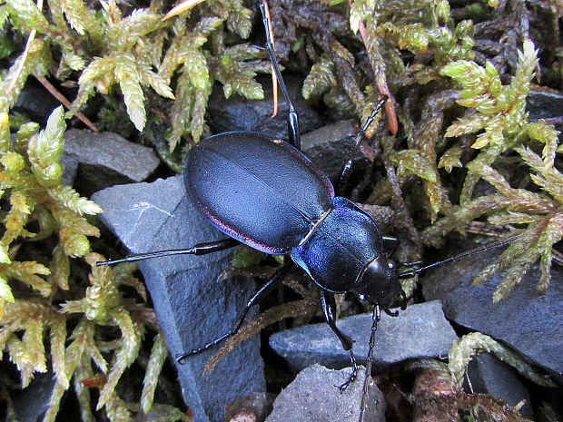 střevlík fialový Carabus violaceus