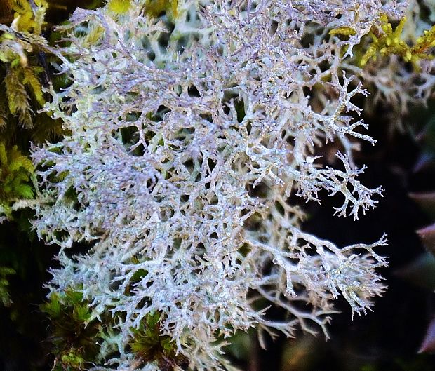 dutohlávka rozkonárená Cladonia rangiformis Hoffm.