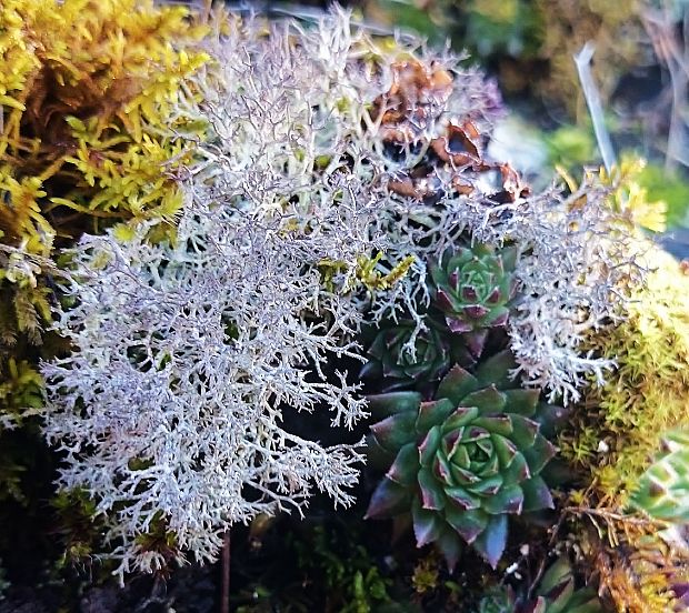 dutohlávka rozkonárená Cladonia rangiformis Hoffm.