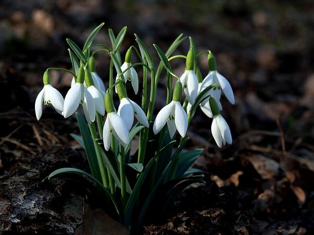 snežienka jarná Galanthus nivalis L.