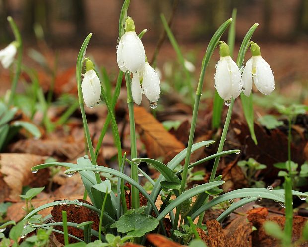 snežienka jarná Galanthus nivalis L.