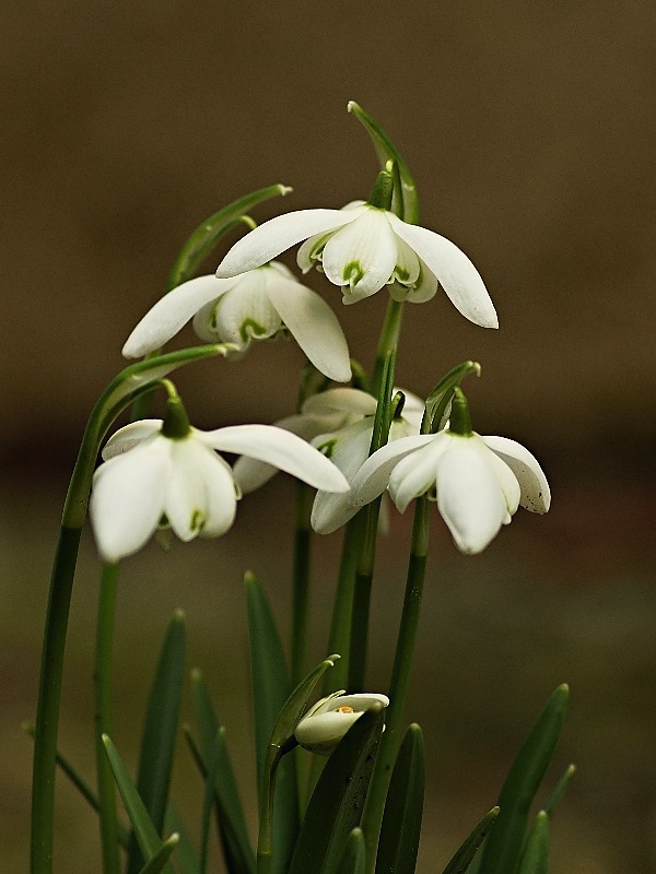 snežienka jarná Galanthus nivalis L.